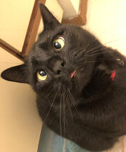 cross eyed black cat sticking its tongue out